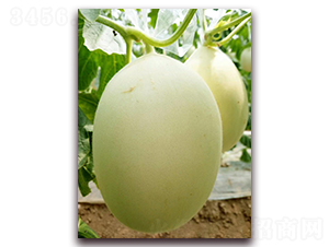 ѩ����-��Ƥ��ϷN��-�����N��