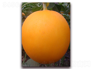 ��t-��Ƥ��ϷN��-�����N��