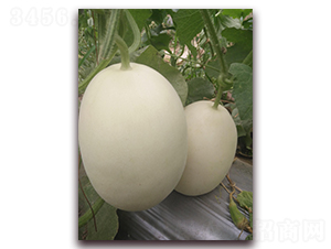 ����ʮ��-��Ƥ��ϷN��-�����N��