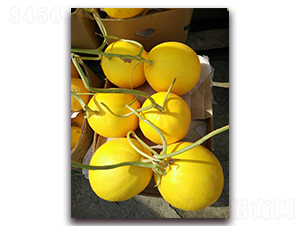 ���ی�-��Ƥ��ϷN��-�����N��