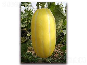 ��M�@-��Ƥ��ϷN��-�����N��