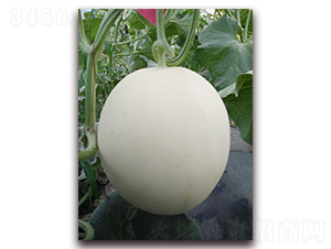 �OƷ�t��-��Ƥ��ϷN��-�����N��