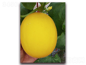 �t�M��-��Ƥ��ϷN��-�����N��