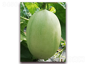 �����|����-��Ƥ��ϷN��-�����N��