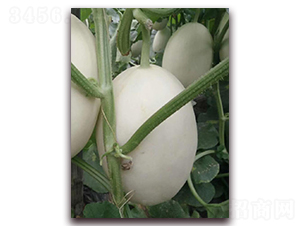 ����-��Ƥ��ϷN��-�����N��