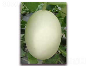 ��t��-��Ƥ��ϷN��-�����N��