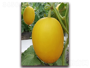 ��t��-��Ƥ��ϷN��-�����N��