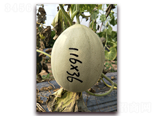 �����-��Ƥ��ϷN��-�����N��