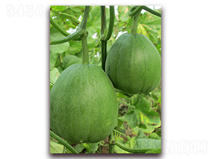 �G��-��Ƥ��ϷN��-�����N��