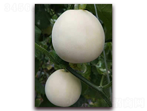 ����һ̖(h��o)-��Ƥ��ϷN��-�����N��