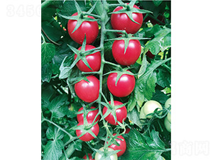 ��Ѷ�̖-���ѷN��-����