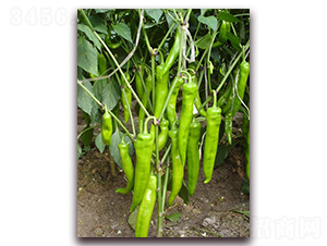 ������-�����N��-�����