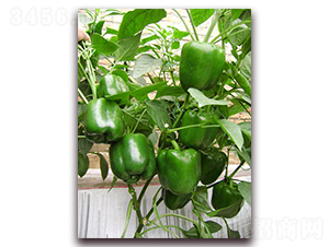 �P��-�����N��-�����