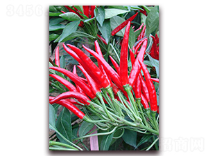 ǧ��t-�����N��-�����