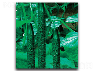 �½�11̖-�S�ϷN��-�����o�N��