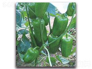 ̫�ս�3̖-�����N��-�����o�N��