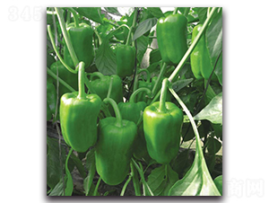 ���o��-�����N��-�����o�N��