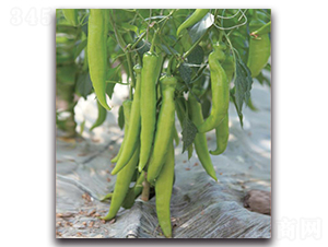 ���ؠ�2̖-�����N��-�����o�N��