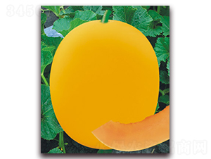 �t�@ʯ-��ϷN��-����