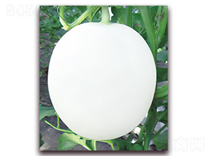 �p�t-��ϷN��-����