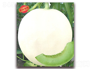 ����-��ϷN��-����