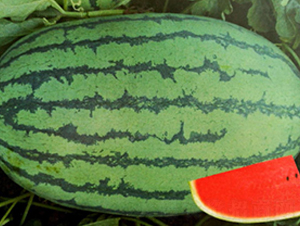 ���S��̖-���ϷN��-����