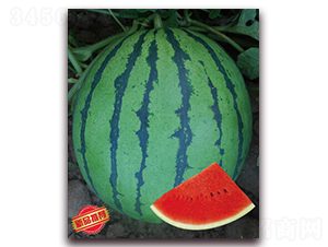 �������-���ϷN��-����