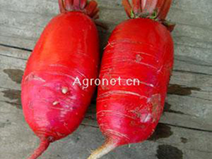 ���x�ļ��M(m��n)���t�}��-�}���N��-�d�G�N��