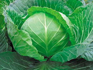 �A��-���{�N��-�d�G�N��