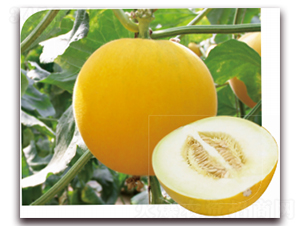 ����1̖(h��o)-��ϷN��-��ľ�N��