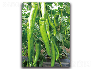 �L��-�����N��-��ľ�N��