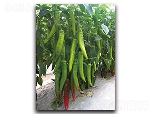 �L��-�����N��-��ľ�N��