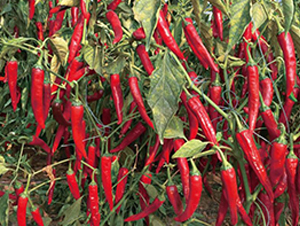 �o��-�����N��-��ľ�N��