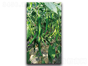 �Gʥ-�����N��-��ľ�N��