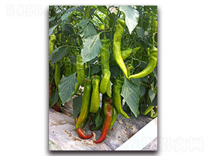 �g��-�����N��-��ľ�N��