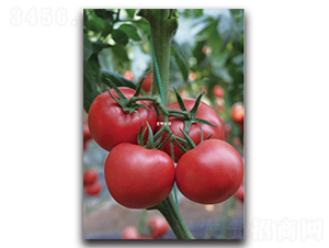 ����13̖-���ѷN��-��ľ�N��