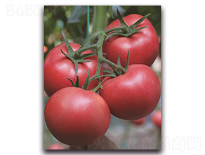 ����1̖(h��o)-���ѷN��-��ľ�N��