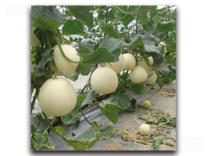 ���F��-��ϷN��-ʢ���N�I(y��)