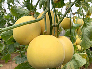 ӯ��20-��ϷN��-ʢ���N�I(y��)