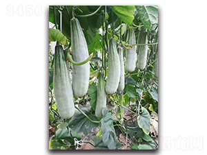 ��Ʒ��Ǵ�-��ϷN��-ʢ���N�I(y��)