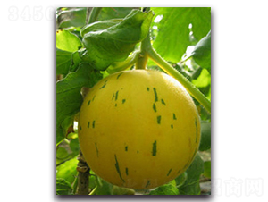 �S����-��ϷN��-ʢ���N�I(y��)