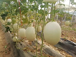 �t�����-��ϷN��-ʢ���N�I(y��)