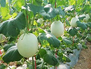 �ɹ�-��ϷN��-ʢ���N�I(y��)