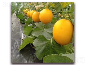 ��������-��ϷN��-ʢ���N�I(y��)