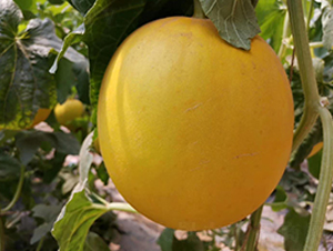 ����t-��ϷN��-ʢ���N�I(y��)