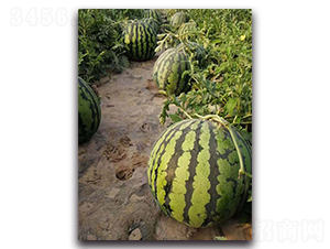 ��ˬ����-���ϷN��-ʢ���N�I(y��)