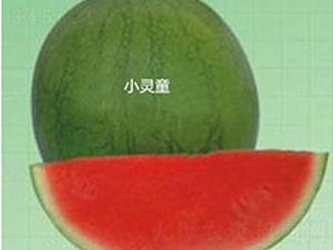 С�`ͯ-���ϷN��-ʢ���N�I(y��)