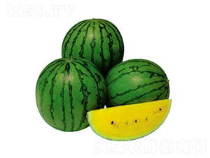 ����-���ϷN��-ʢ���N�I(y��)