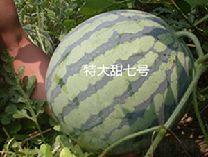 �ش�����̖-���ϷN��-ʢ���N�I(y��)