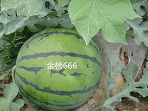 ���666-���ϷN��-ʢ���N�I(y��)